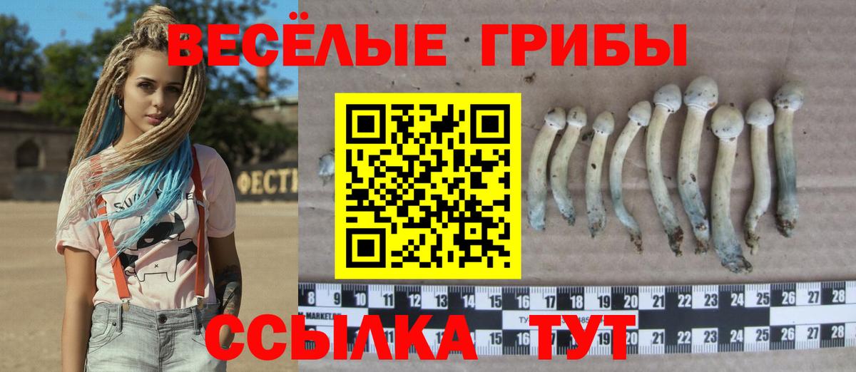 Ртищево  Псилоцибиновые грибы прущие грибы  Вход с VPN 